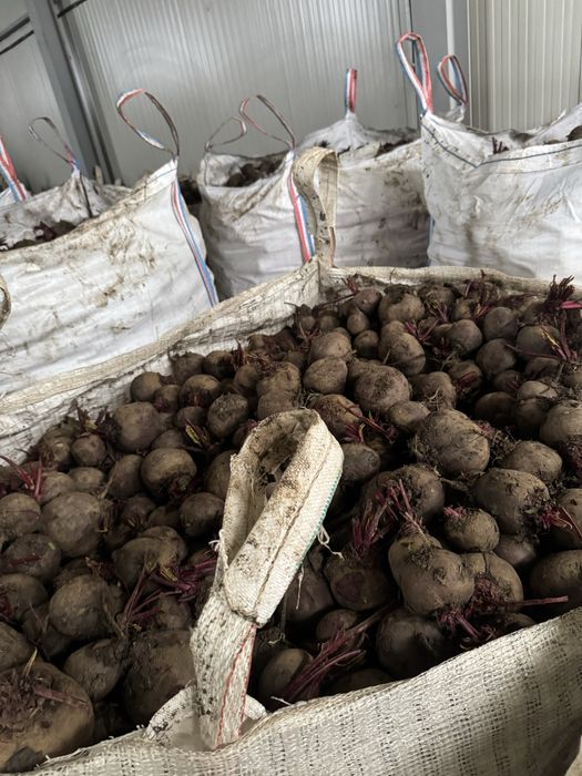 Sfecla rosie ridichie