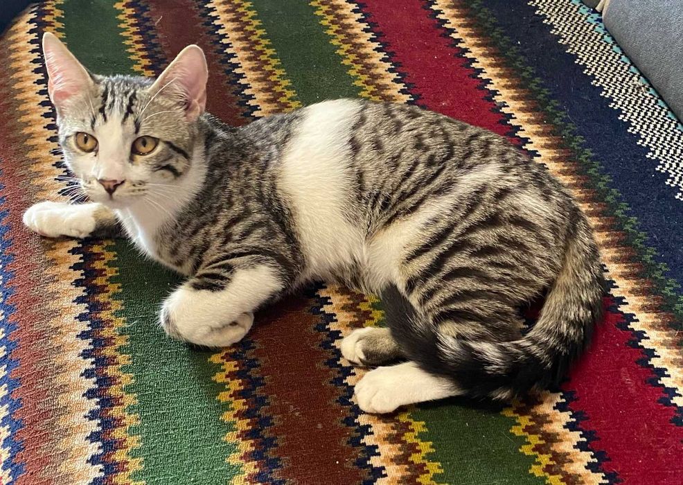 Adoptie pui de pisica Misulicii