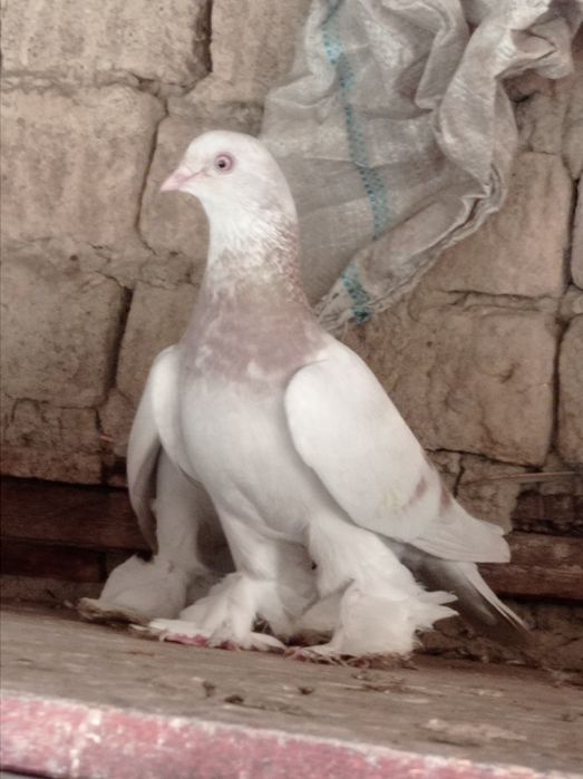 Продаются голуби