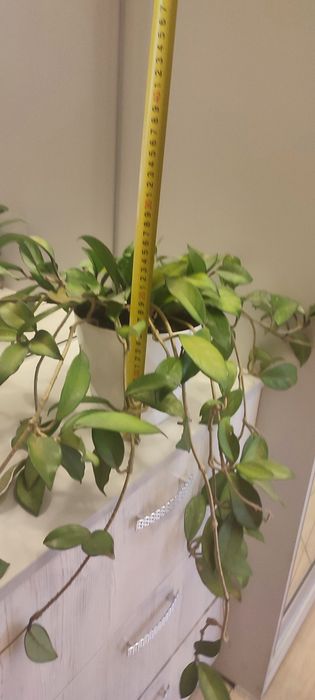 Хойя мясистая комнатный цветок