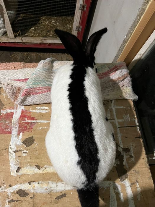 Mascul Fluture Pestriț 1 an