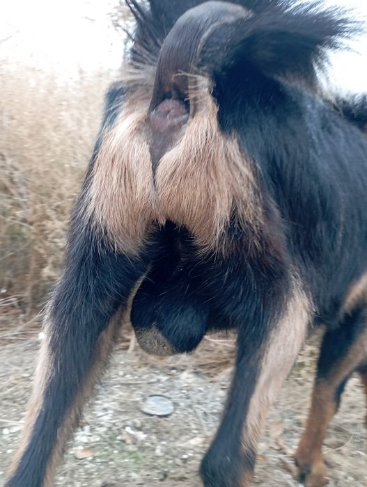 Козел альпийский ЧП