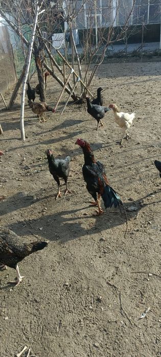 Продам бойцовых петухов