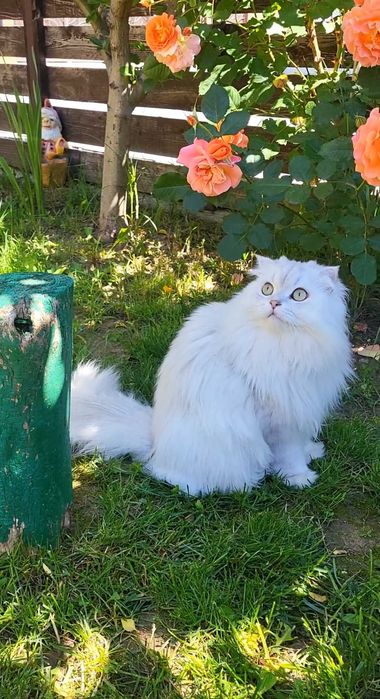 Baiat SUPERB  Scottish fold cu pedigree wcf