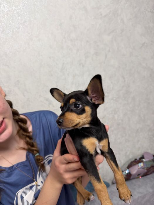 Девочка Той-терьер