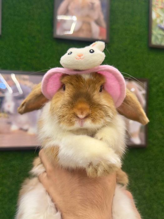 Quyon bolasi sovg'a uchun va maxsus qafas