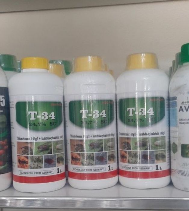 Klopa,Tarakan,Pashsha dori