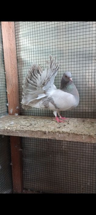 Porumbel voltat pavă. Vând sau schimb