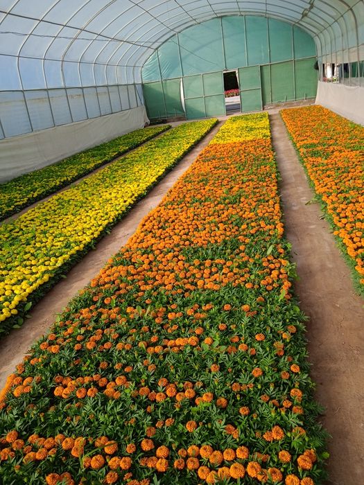 Gullar sotiladi tayges saliviya va pituniya gullari