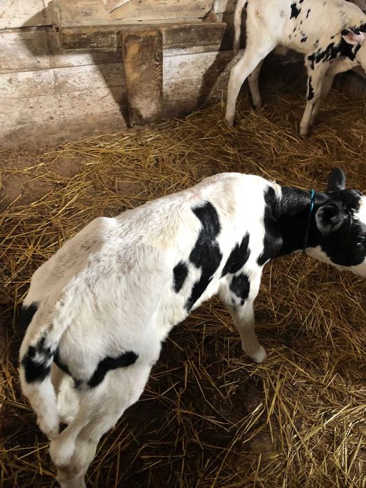 Tăurași de 1 săptămână