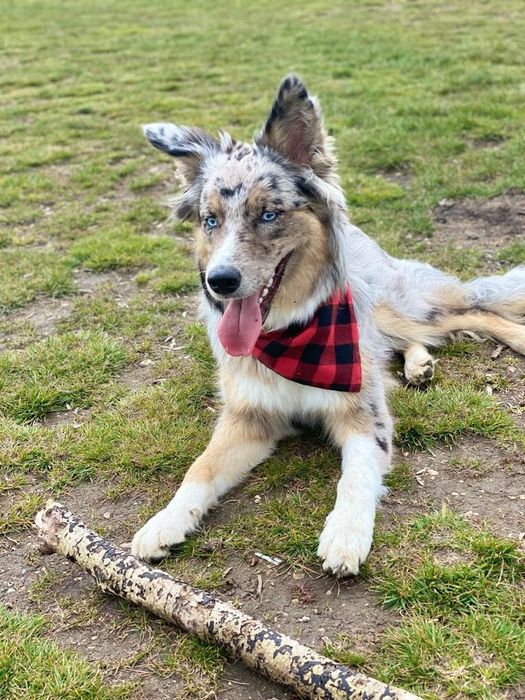 Dresaj canin- Psihologie canina