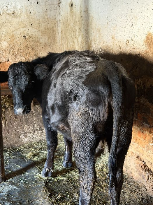 Vitea angus pentru mai multe detalii la nr de telefon