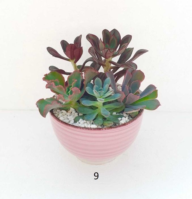 Сукуленти аранжировки