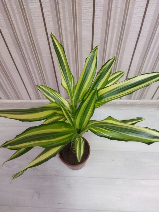 Комнатные цветы в ассортименте