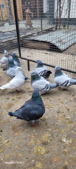 Porumbei standard românesc