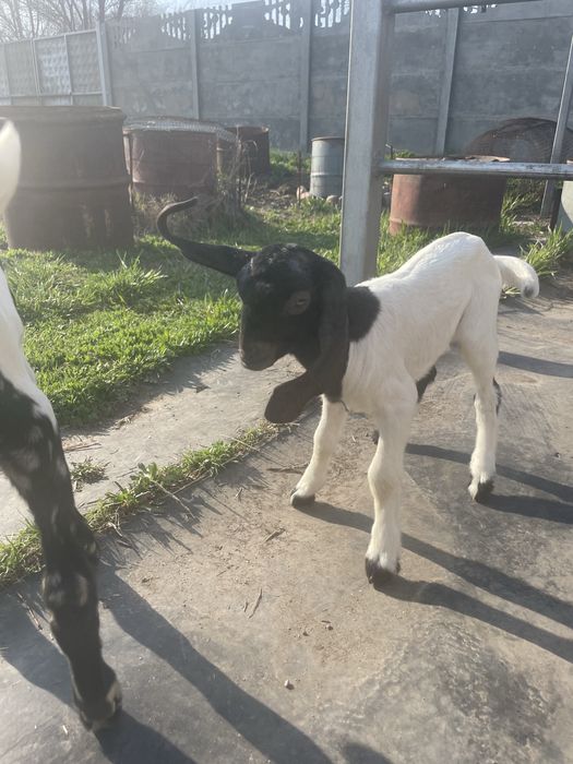 Козочки 50% камори ост нуб %