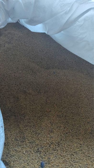 Семена  Донника.