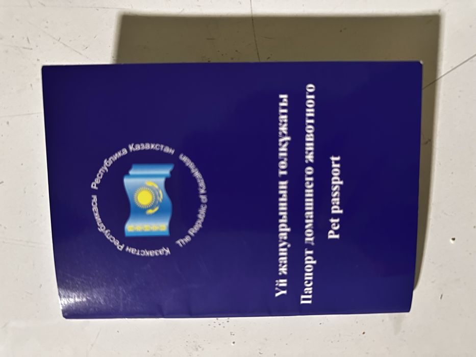 Продам шотландская кошка