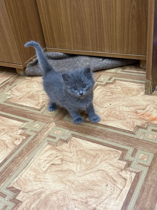 Котята  бесплатно