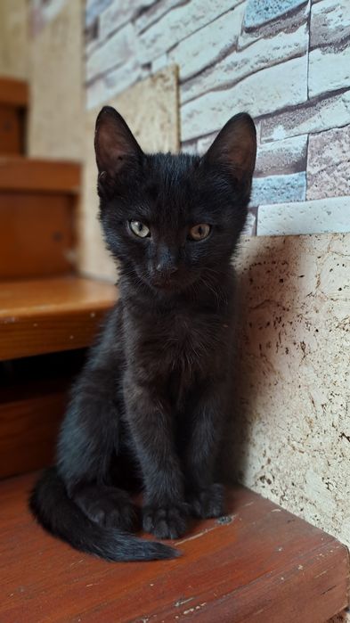 Котенок Шоколадка, кошка