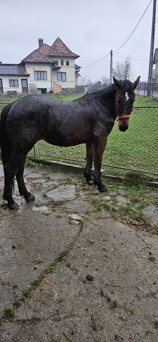 Cal de vânzare 2 ani jumate