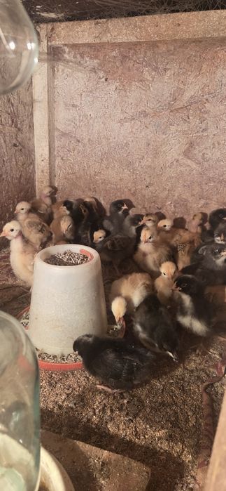 Доминат цыплята бройлер