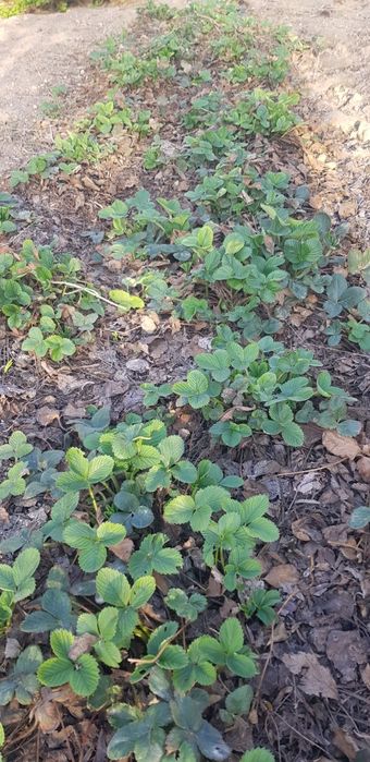 Клубника рассада