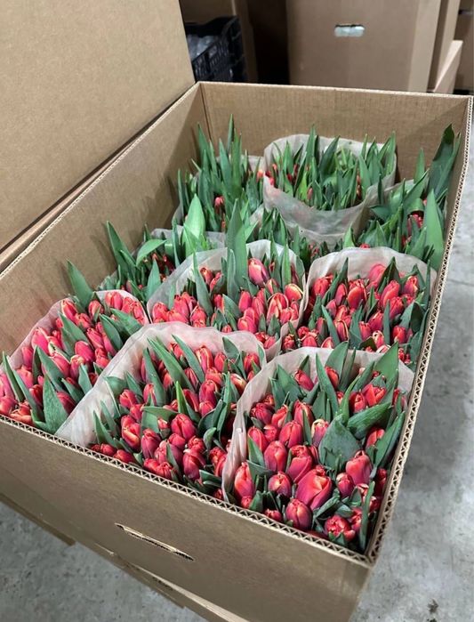 Тюльпаны оптом 320 тг оптом голландия