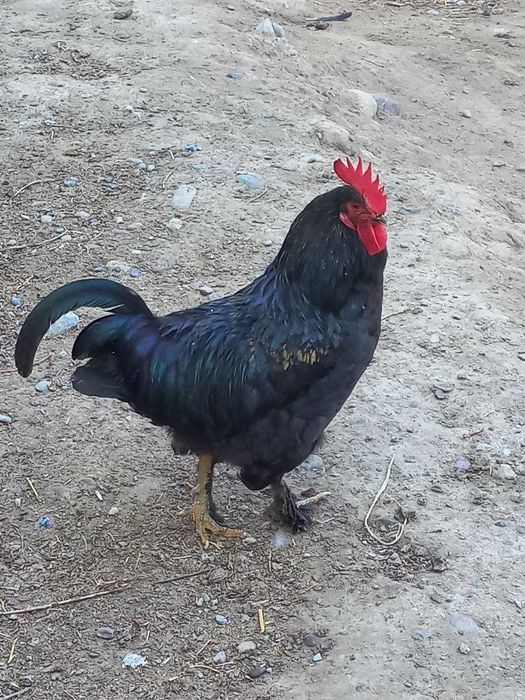 Uy tovuqlari / Xonaki tovuqlar / Makiyon va xo'rozlar