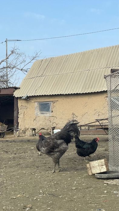 гигант джерсийский