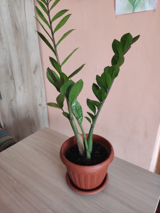 Доллоровое дерево