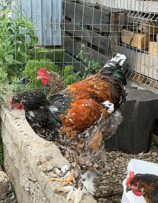 Brahma portelan..