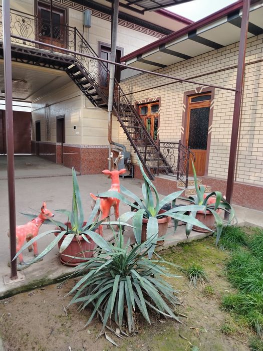 Kotta Agavalar sotiladi