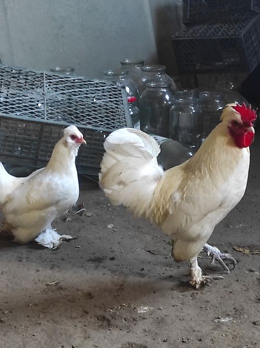 Япончалар сотилади