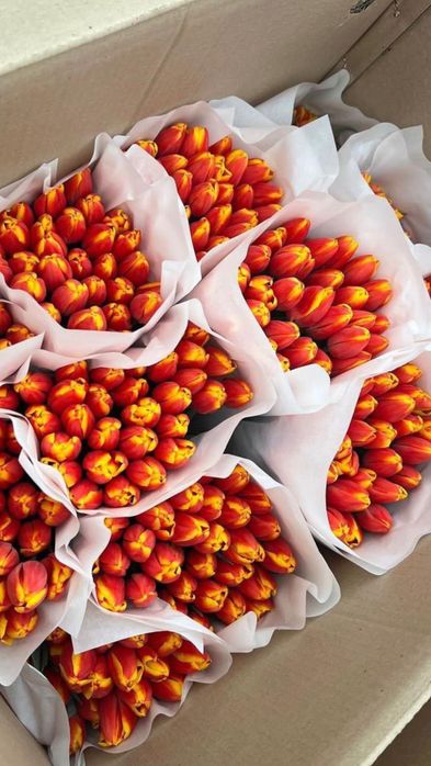 Тюльпаны оптом с теплицы