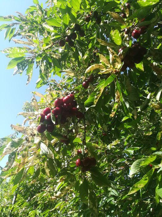 Участок 6 соток, 2 комнатная времянка есть (своя) Черняевка