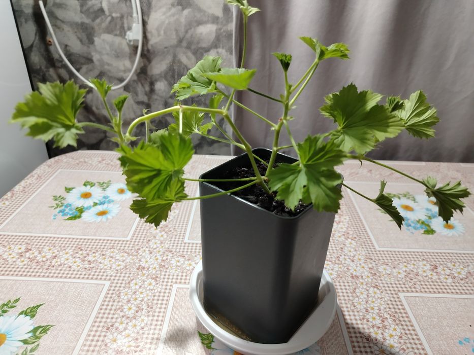 Продам комнатные цветы.