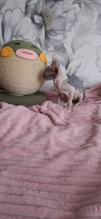 Милая малышка донского сфинкса