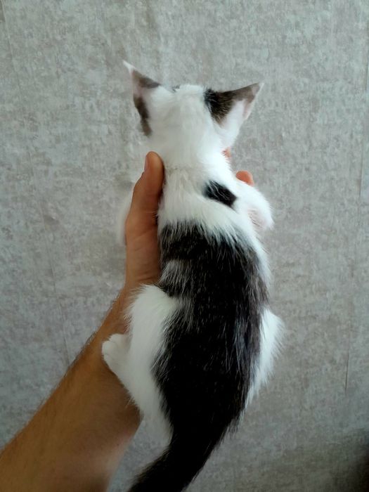 Котенок ищет добрые руки