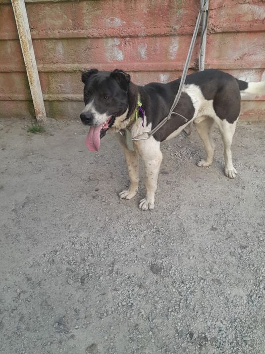 Среднеазиатская овчарка