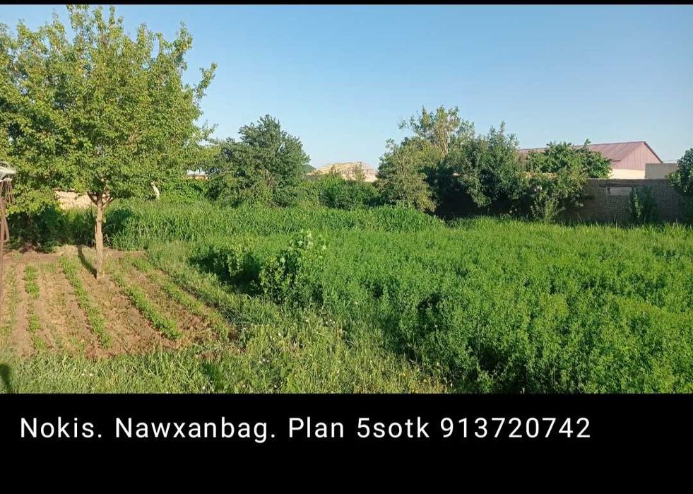 Plan satiladi Nokis. Nawxan bag 5 sotk