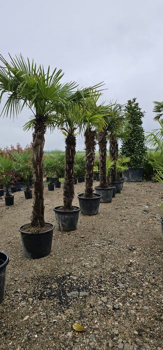 Palmieri - Photinia- eunomius- Leylandi
