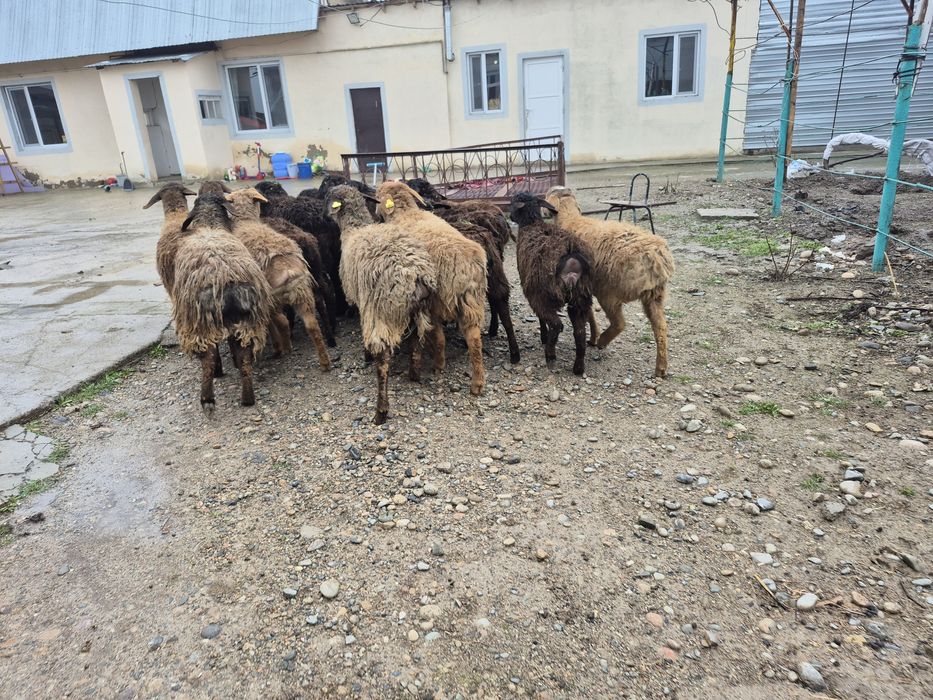 Тоқты тоқтылар қой кой