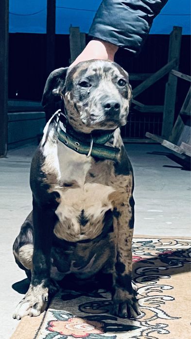 пит бултерер щенка