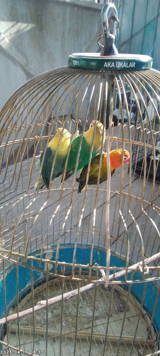 Nerzushka qushlar 3 dona