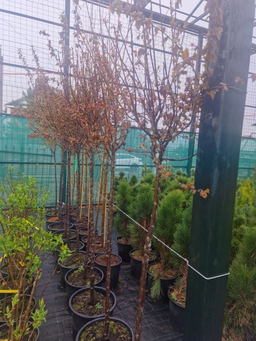 Газон ель сосна саженцы