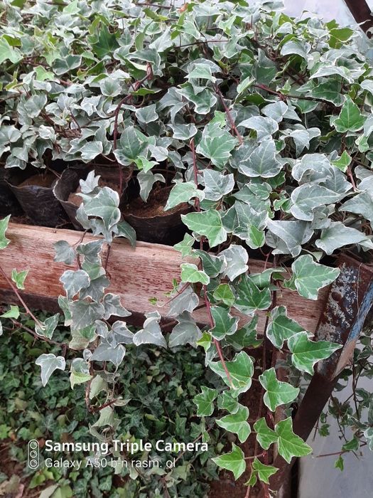 Pulyush gullari sotiladi