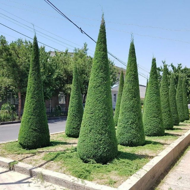 Archa va gullarga shakil berish