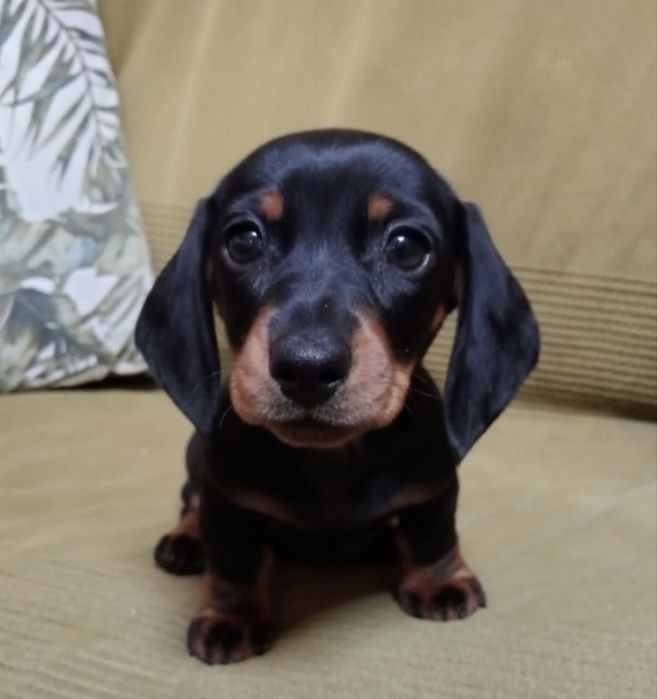 Teckel dachshund pitic