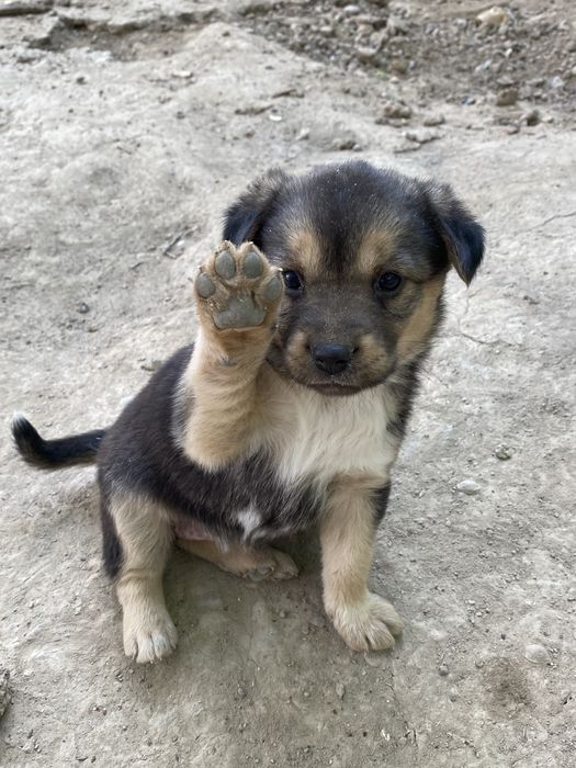 Продам щенка звонок